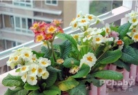 色彩胎教，让准妈生活更美丽,烟台新闻