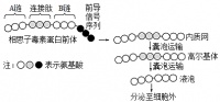 科学知识的获得离不开实验。下列关于生物学实验的说法不正确的是（　　）A．探究酵母菌呼吸方式、鲁宾和卡门探究光合作用中氧气来源的实验都采用了对比实验的方法B．可用