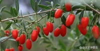 枸杞泡水喝，對(duì)身體有什么好處？哪些人不適合喝？一文講清楚