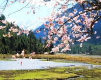 春季饮食新推荐：五道家常菜食谱，让你享受美味又健康的生活