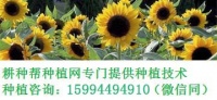 如何自制番茄醬來(lái)搭配芽菜三明治？