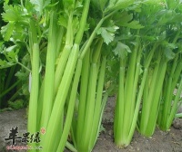 西芹的營養(yǎng)價值