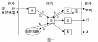 人體在神經(jīng)系統(tǒng)和激素的調(diào)控下，各系統(tǒng)既相對(duì)獨(dú)立，又相互協(xié)調(diào)，共同完成人體的各項(xiàng)生理活動(dòng)。如圖一的A至E表示相關(guān)器官或系統(tǒng)，a至d表示相關(guān)物質(zhì)，①②表示生理過(guò)程，