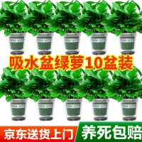 10款治愈系绿植盆栽，为你的生活空间注入自然活力