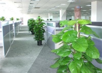 辦公室植物過多會有什么影響