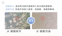 细胞碎片可能的原因和恢复方法及其与细胞污染的区别