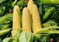 生活中常见的清肠降脂食物介绍