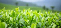 茶葉健康危機：數字和案例背后的警示