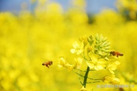 蜂蜜的多种功效与食用方法，助你实现健康生活！