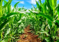 玉米全营养：开启健康生活的新钥匙