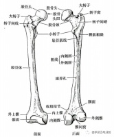 圖文解剖