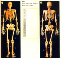 人体内部奥秘：器官分布与健康生活指南