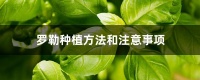 羅勒種植方法和注意事項