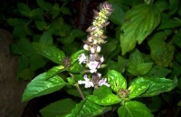 生活小常识：罗勒的功效与作用