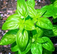 羅勒香薰：提神解壓好幫手