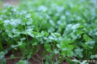 香菜的營養(yǎng)價(jià)值高，每天都吃的話，或許會(huì)有這幾個(gè)好處！