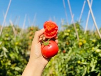 吃西紅柿和血糖有關(guān)系嗎？營(yíng)養(yǎng)專家?guī)憧茖W(xué)解析