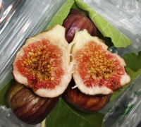 伊吾县泉脑村无花果丰收 绿色种植引领健康生活新风尚