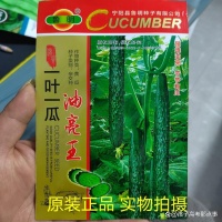 一叶一瓜油亮王黄瓜：四季高产的“宝藏”种子