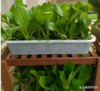 植悟人生：阳台变田园，8种蔬菜巧摘妙养，尽享健康美食生活！