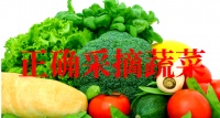 如何正确采摘蔬菜，提高产量和保持新鲜
