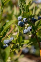 长期食用有机食品：为健康投资，焕发生活新光彩