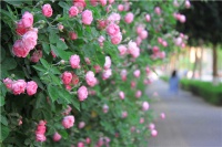重大突破！蔷薇（Rosa multiflora）花瓣提取物：调理荷尔蒙，减肥新思路