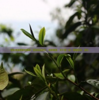 碧生源减肥茶价格表，包含价格多少、减肥原理、多少钱一盒、哪里有卖、用法