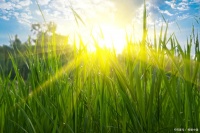 光合作用：阳光下的健康生活