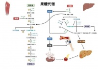 水果代餐的潜在风险与合理摄入建议