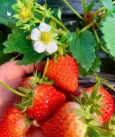 @所有人，这些初春时令水果，生活中赶紧安排起来~