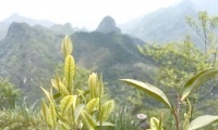 雁荡毛峰：千年贡茶的复兴与魅力探索