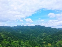 品鉴大湾村罐罐油茶 挖掘文化促乡村旅游 ——铜仁市茶叶行业协会端午茶会活动侧记