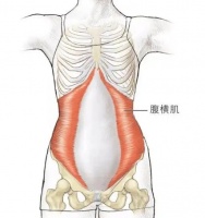 腹横肌——练瑜伽瘦腰的秘密武器