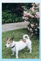 健康饮食与积极生活方式对心理健康的综合影响