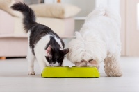 Nutritional Counseling – Hawthorne Hills Veterinary Hospital