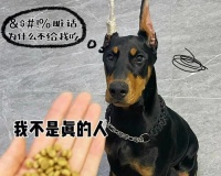杜宾犬的饮食指南（了解如何给你的杜宾犬提供均衡健康的饮食）