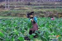【乡村行 看振兴】独山县温泉村: 百亩青菜迎丰收 绿意盎然生机旺