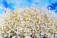 绿豆芽