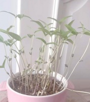 綠豆，健康的植物寶庫(kù)（探究綠豆的營(yíng)養(yǎng)價(jià)值及應(yīng)用價(jià)值）