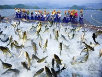 什么是有機(jī)魚