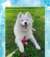 萨摩耶的饲养技巧（了解萨摩耶的特点与需求，创造健康快乐的生活环境）