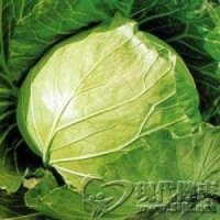 卷心菜汁