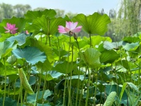 清凉一夏：掌握这些夏天健康生活的细节，让你清爽一整季！