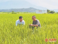 福清三星村：一場(chǎng)農(nóng)田減肥減藥的綠色探索