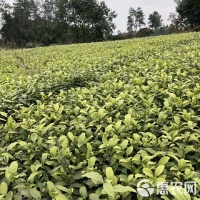 [綠茶樹苗批發(fā)]綠茶樹苗 實(shí)生苗 0.5~1米 價(jià)格0.3元/株