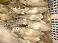 鱿鱼：健康饮食的新选择