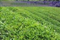 怀孕期间喝茶水：安全与禁忌全解析