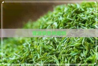 普洱茶各種原料