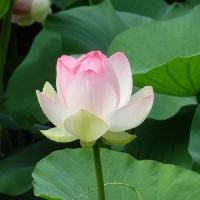吃白蓮果有什么好處
